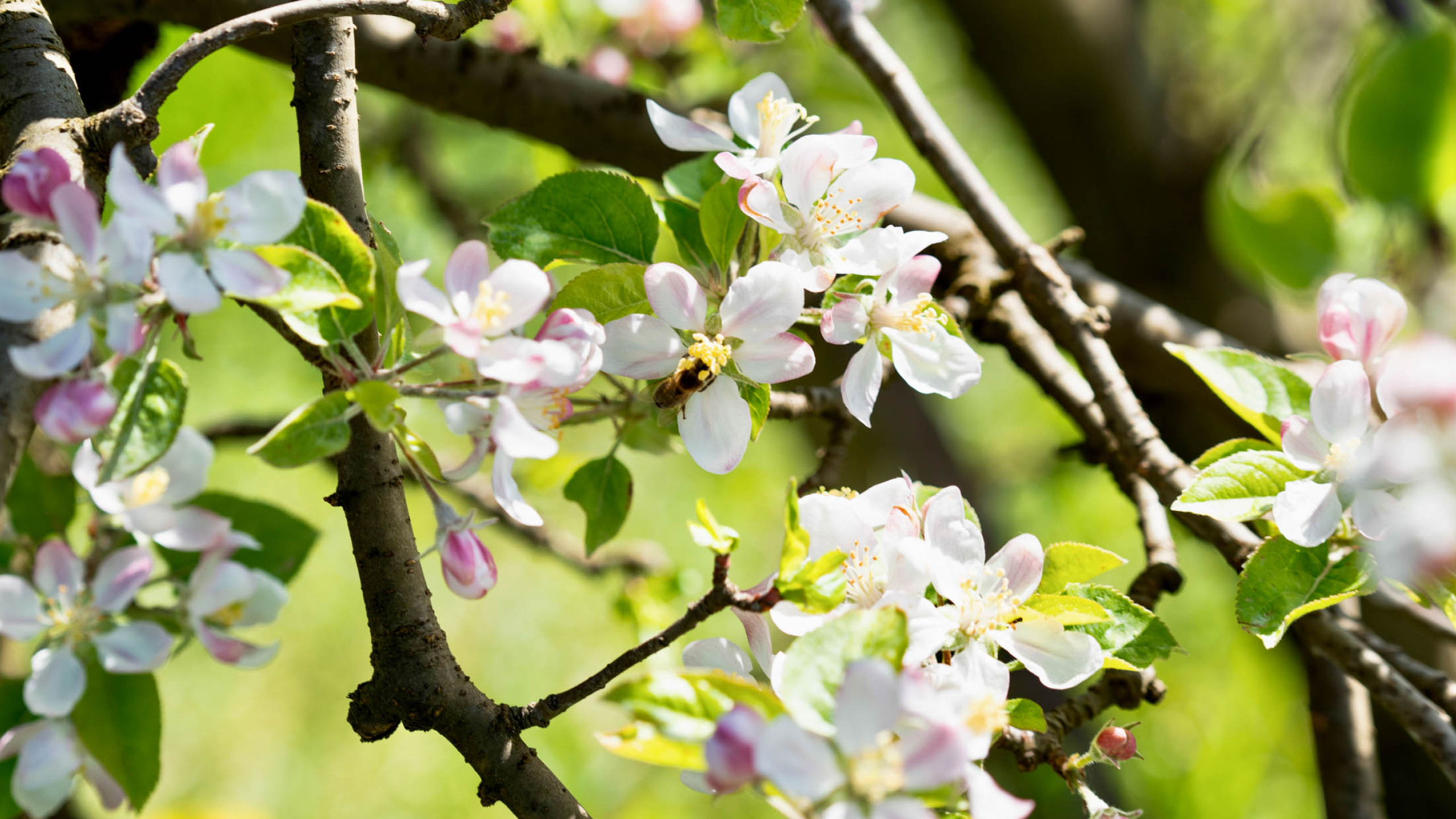 Urlaub in Kaltern, Bozen und Umgebung - Hotel Römerrast