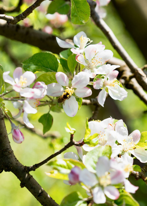 Urlaub in Kaltern, Bozen und Umgebung - Hotel Römerrast